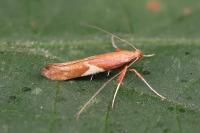 Caloptilia stigmatella