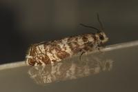 Epinotia tedella
