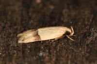Odites kollarella