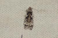 Anacampsis blattariella/populella