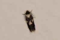 Ectoedemia