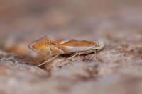 Phyllonorycter rebimbasi