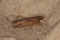 Helcystogramma triannulella