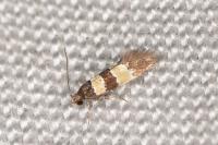 Goidanichiana jourdheuillella