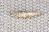 Cedestis gysseleniella
