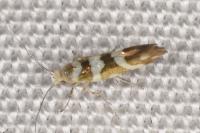 Argyresthia goedartella
