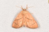 Apoda limacodes