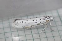 Yponomeuta