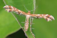 Oxyptilus