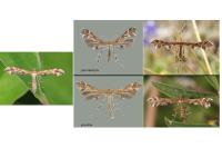 Oxyptilus
