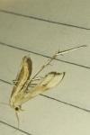 Gillmeria ochrodactyla