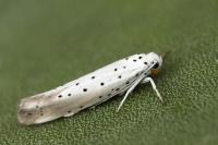 Yponomeuta