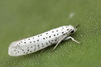 Yponomeuta evonymella
