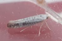 Argyresthia retinella