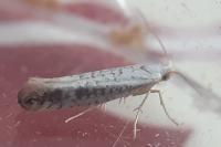 Argyresthia retinella