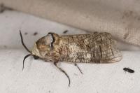 Cossus cossus