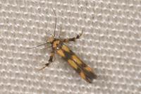 Stathmopoda pedella