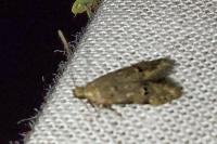 Teleiodes vulgella