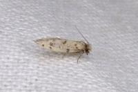 Eumasia parietariella