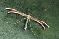 Merrifieldia leucodactyla