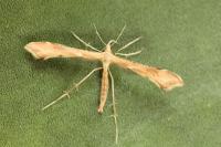 Gillmeria pallidactyla