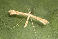 Gillmeria pallidactyla