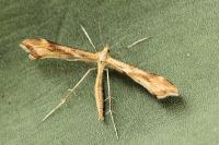 Gillmeria pallidactyla