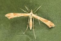 Gillmeria pallidactyla