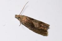 Dichrorampha