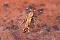 Caloptilia