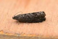 Grapholita funebrana