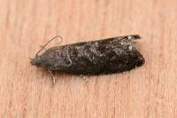 Grapholita funebrana