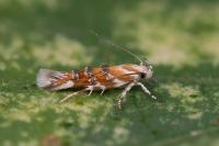 Eteobalea dohrnii