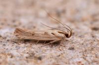 Stomopteryx detersella