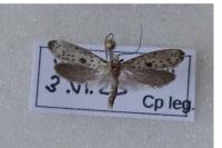 Yponomeuta plumbella