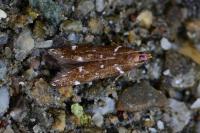 Argolamprotes micella