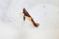 Caloptilia fidella