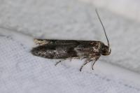 Blastobasis