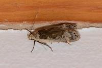 Anacampsis
