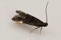 Dichomeris alacella
