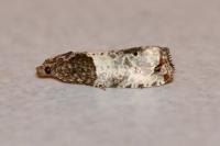 Notocelia roborana