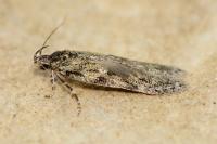 Gelechia muscosella