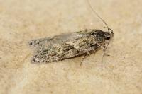 Gelechia muscosella