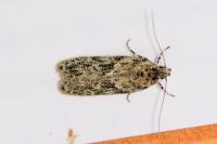Gelechia muscosella