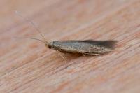 Coleophora