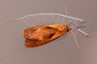 Phtheochroa inopiana
