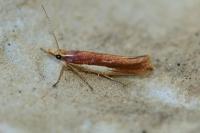 Ypsolopha parenthesella