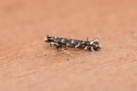 Parectopa ononidis