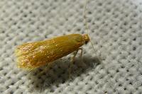 Tischeria