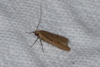 Acompsia